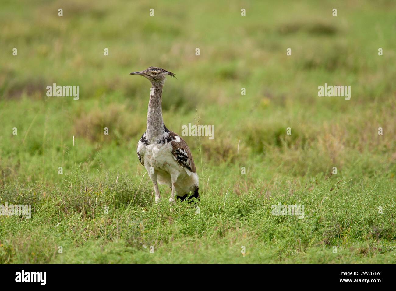 Kori bustard (Ardeotis Kori). Dieses große Vogel lebt in kurzen Gras Ebenen im östlichen und südlichen Afrika. Es kann über einen Meter Höhe erreichen. Stockfoto