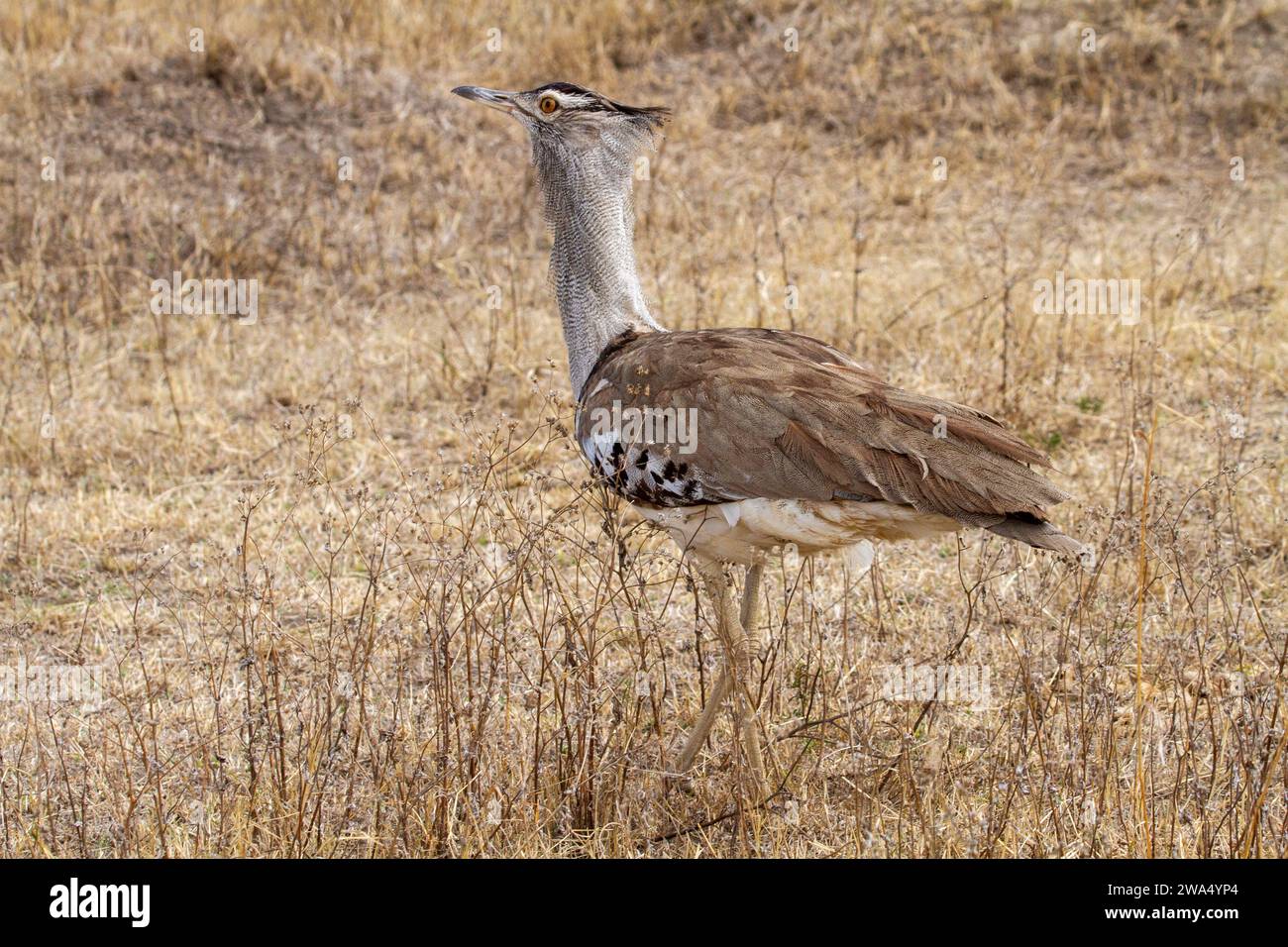 Kori bustard (Ardeotis Kori). Dieses große Vogel lebt in kurzen Gras Ebenen im östlichen und südlichen Afrika. Es kann über einen Meter Höhe erreichen. Stockfoto