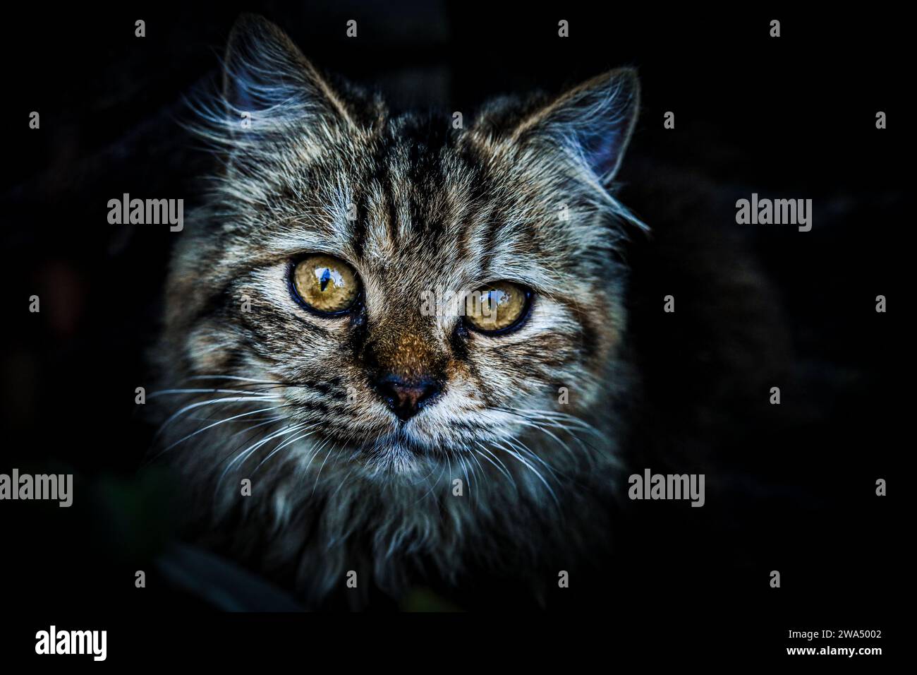 Die Katze: Allgemein als Hauskatze oder Hauskatze bezeichnet, ist die einzige Hauskatze in der Familie. Neuere Fortschritte in der Archäologie und g Stockfoto