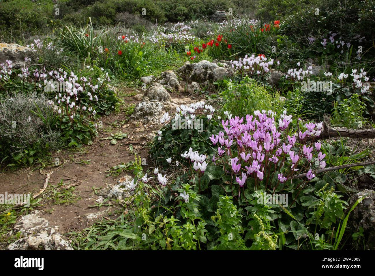 Eine Gruppe blühender Persischer Veilchen (Cyclamen persicum). Fotografiert im Februar in den Küstenebenen des Mittelmeers in Israel Stockfoto
