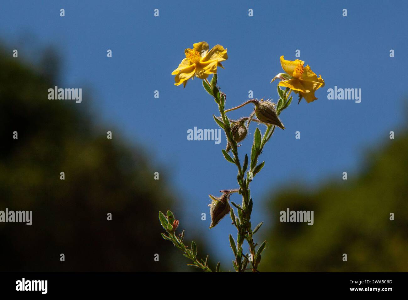 Helianthemum determinatum, bekannt als Felsenrose, Sonnenrose, Roschrose oder Frostweed, fotografiert in den mediterranen Küstenebenen in Israel Stockfoto