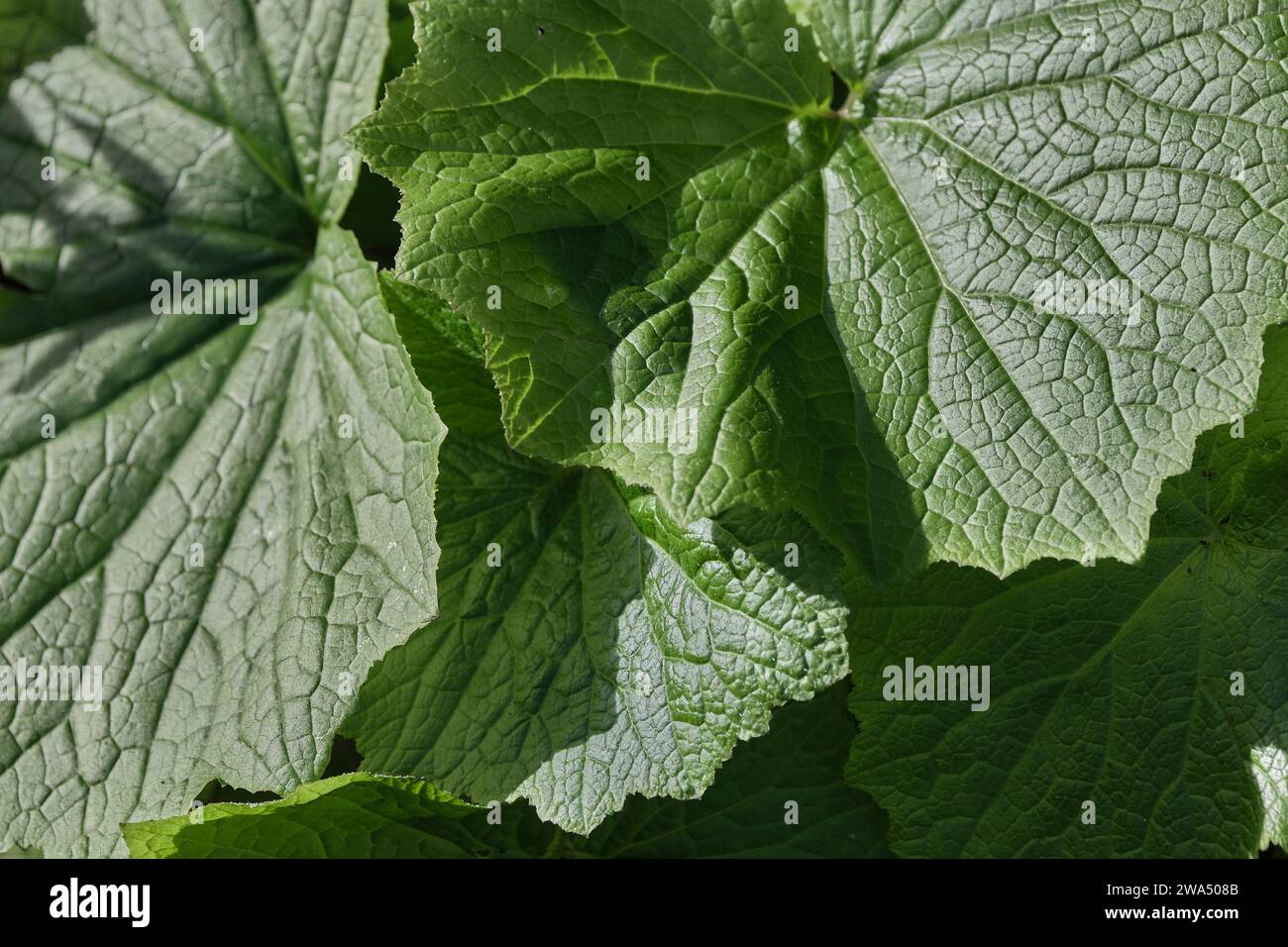 Nahaufnahme einer strukturierten grünen Pflanze. Stockfoto