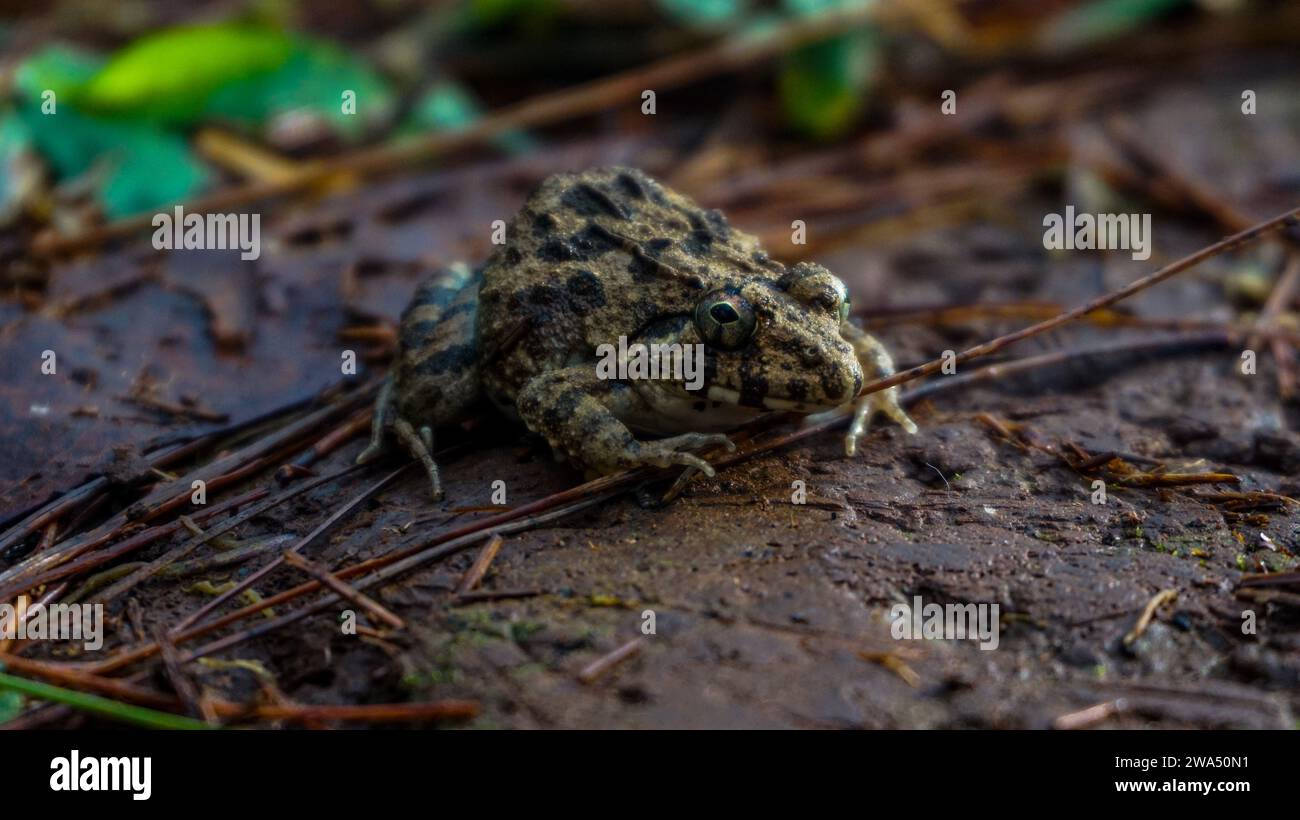 Grüner Frosch mit schwarzen Flecken am ganzen Körper Stockfoto