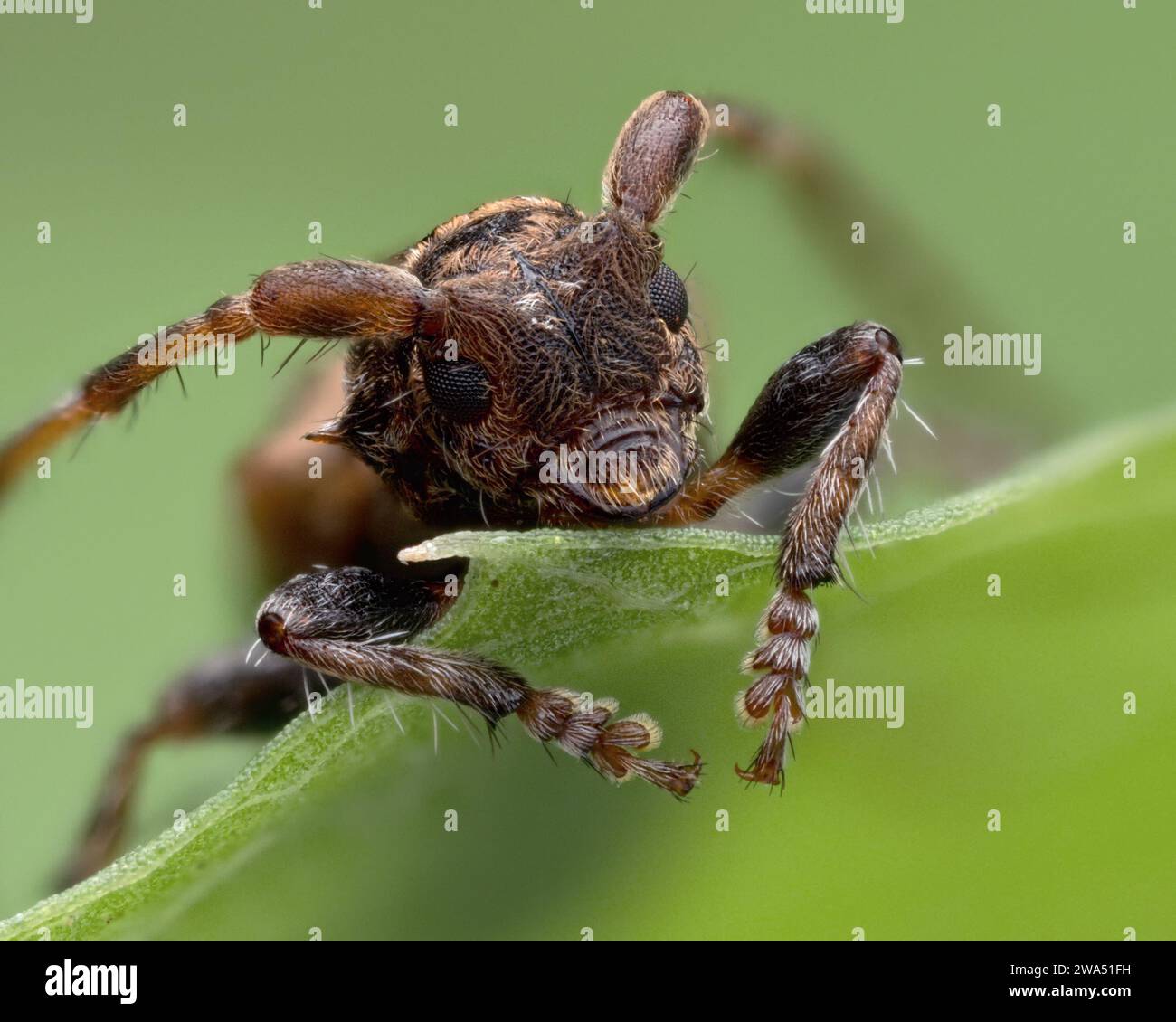 Nahaufnahme des Longhornkäfers mit kleiner Thorn (Pogonocherus hispidus) am Blattrand. Tipperary, Irland Stockfoto