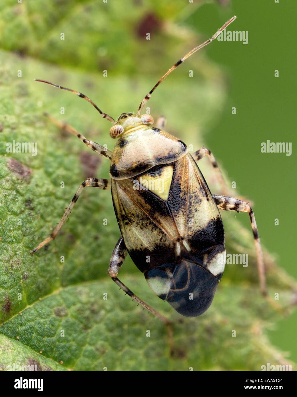 Liocoris tripustulatus Mirid Bug auf Brennnessel. Tipperary, Irland Stockfoto