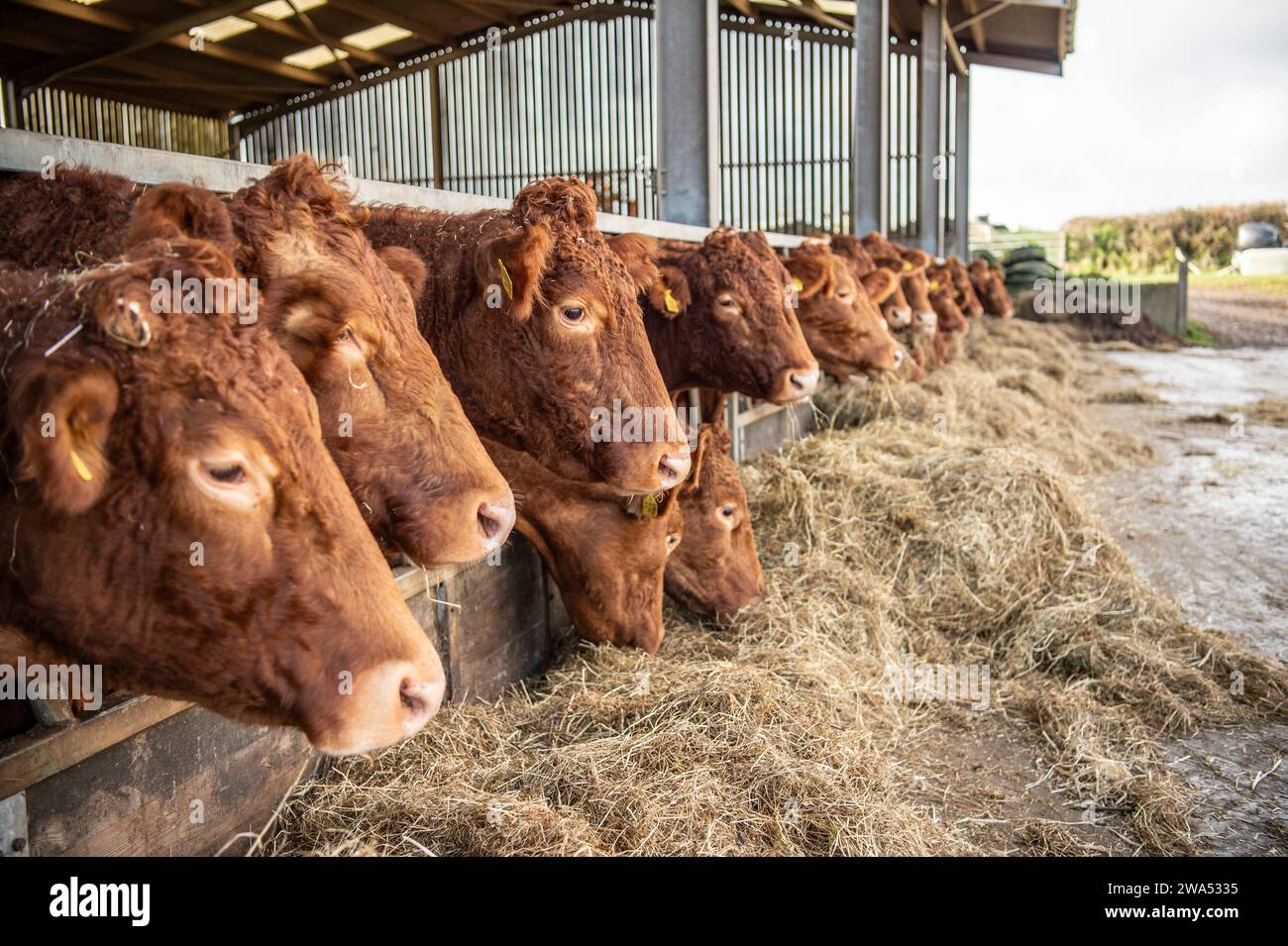 South Devon Kühe in einem Viehstall Stockfoto