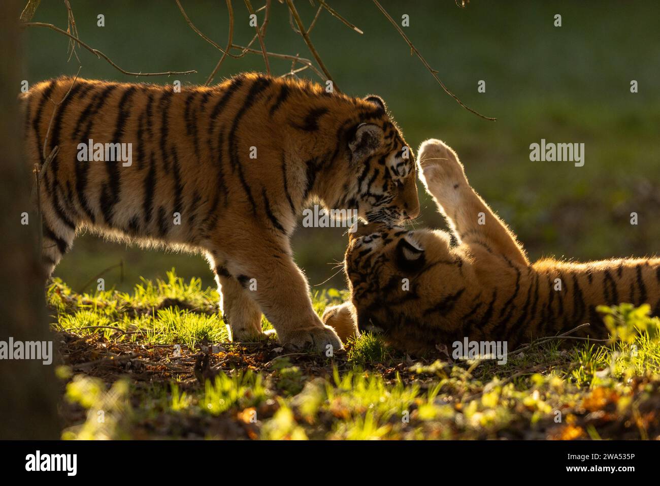 Tigerjungen am Neujahrstag Großbritannien LIEBENSWERTE Bilder von zwei sibirischen Tigerjungen, die sich mit Zuneigung spielen und duschen, wurden am Neujahrstag aufgenommen. Stockfoto