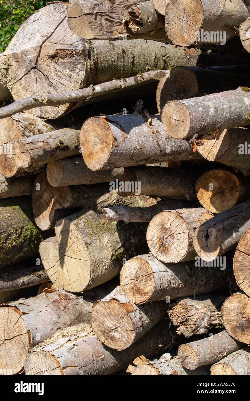 Viele geschnittene Baumstämme übereinander gestapelt Stockfoto