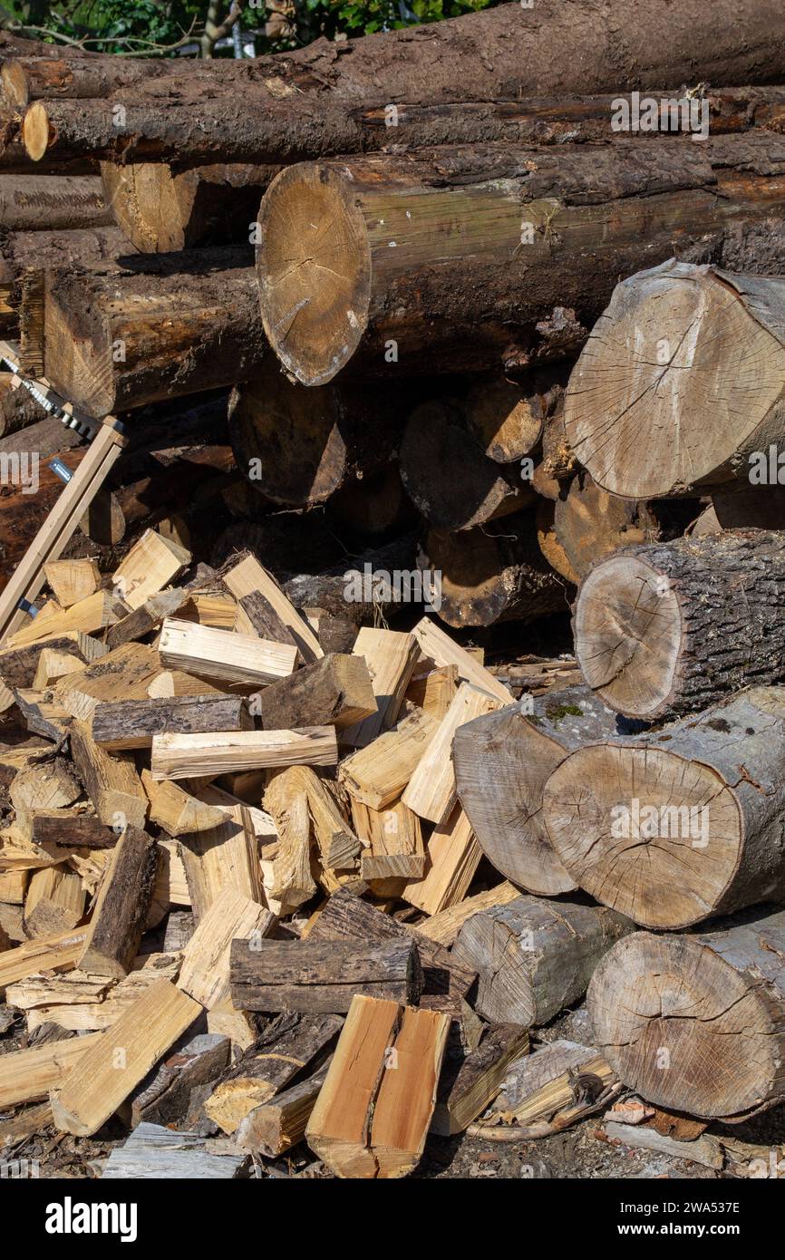 Ein Haufen Brennholz, das für den Winter zwischen den Fällen geerntet wurde Stockfoto