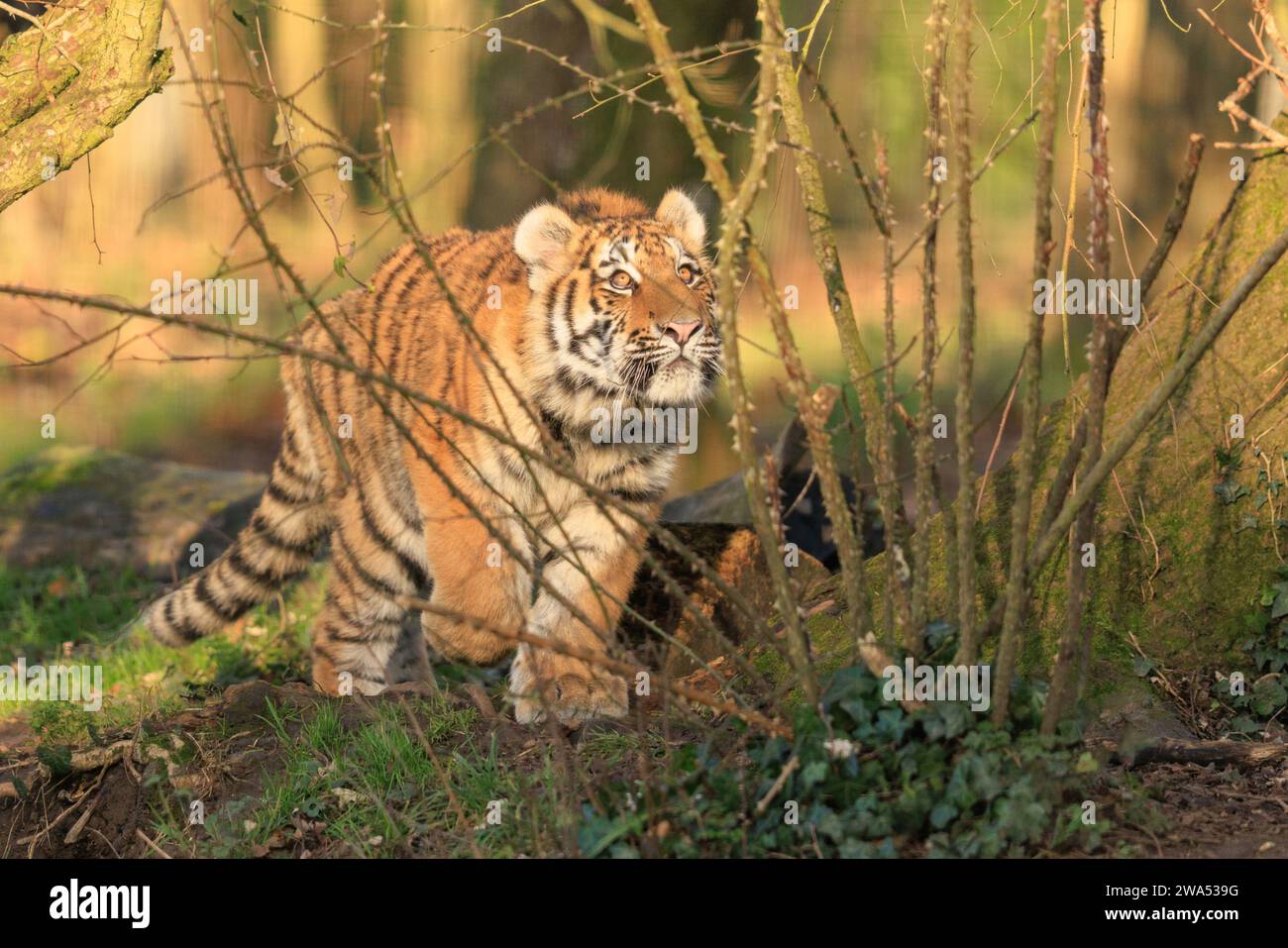 Wie ein sibirischer Tiger in das neue Jahr gehen DIE LIEBENSWERTEN Bilder von zwei sibirischen Tigerjungen, die sich mit Zuneigung spielten und duschten, waren ca. Stockfoto