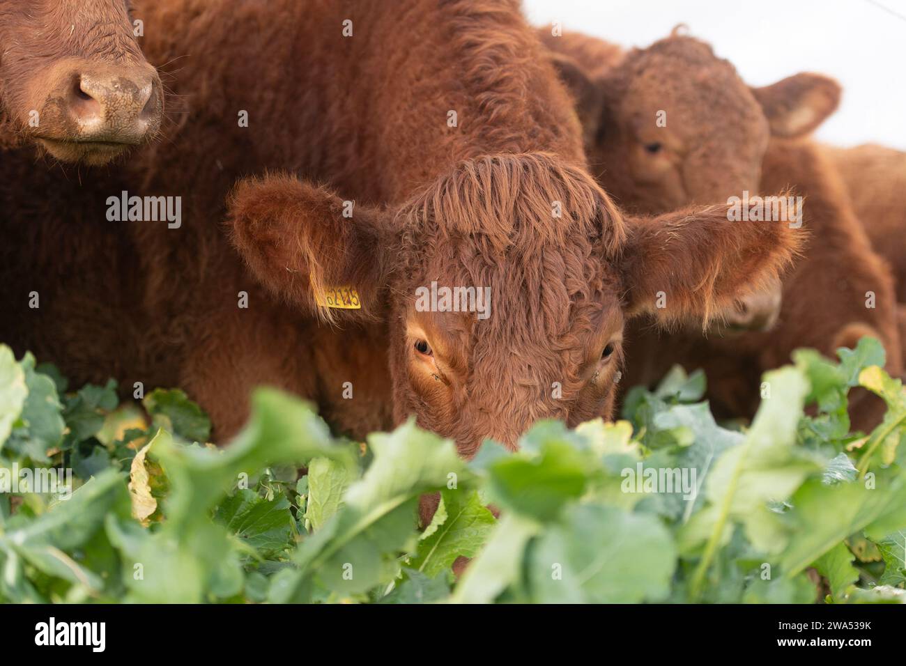 Rinder, die den Grünkohl aus nächster Nähe weiden Stockfoto
