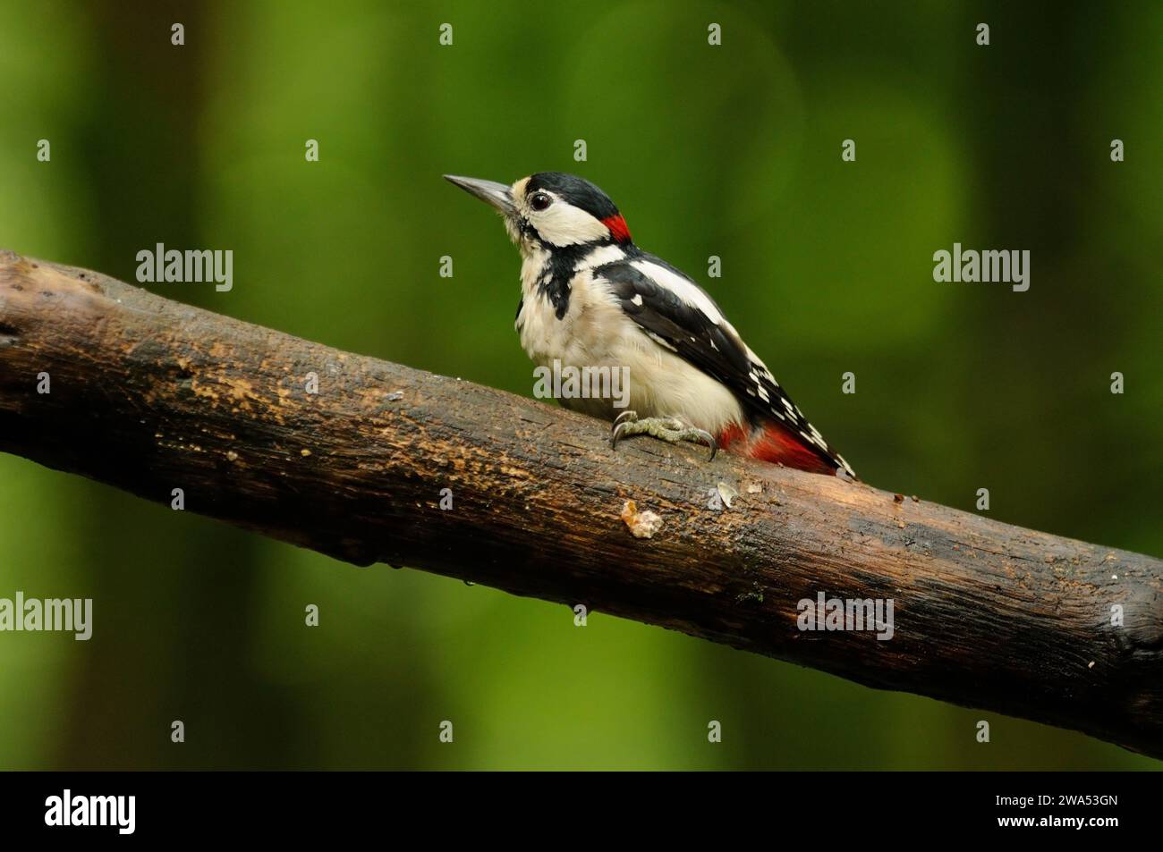 Großer Spotspecht, Dendrocopos Major, Männchen, Threave Gardens, Dumfries und Galloway, Schottland Stockfoto