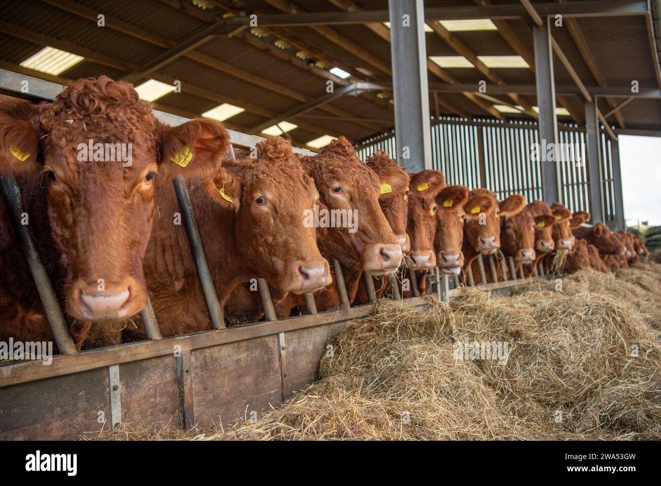 South Devon Kühe in einem Viehstall Stockfoto