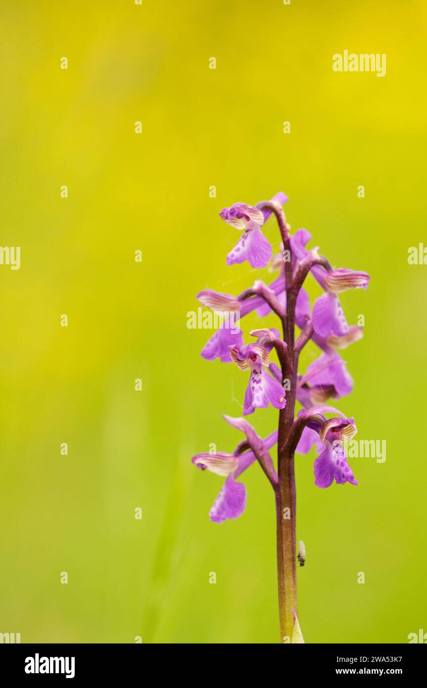 GrünflügelOrchideen, Anacamptis morio, Winks Meadow, Suffolk Wildlife Trust, Mai, Frühling, Wildblume Stockfoto