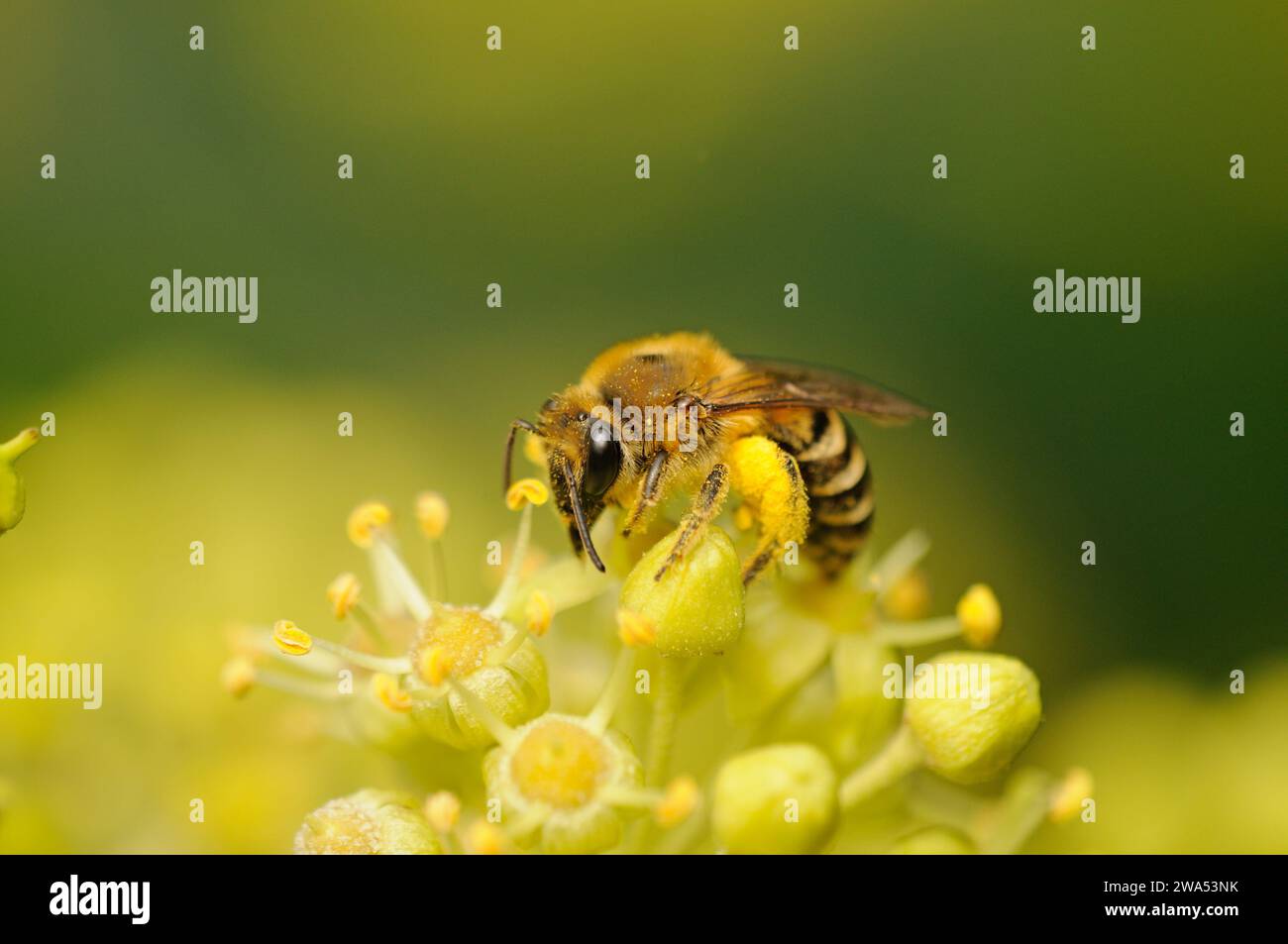 Ivy-Biene, Colletes hederae, sammeln Pollen von Efeu, Suffolk Stockfoto