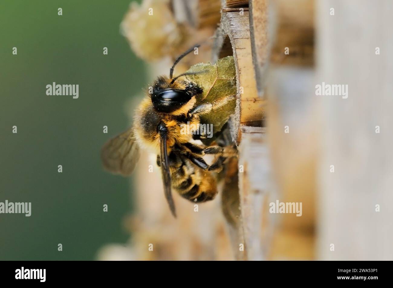 Blattschneider Biene, Megachile centuncularis, Nestmaterial aus Bienenhaus entfernen, Norfolk, Großbritannien Stockfoto