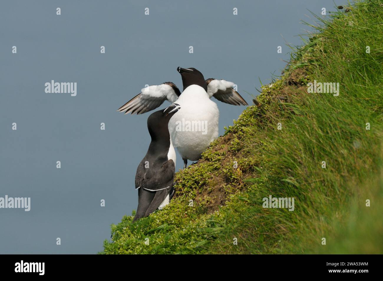 Razorbill, ALCA Torda, Paar hoch oben auf der Klippe, Bempton Cliffs, Yorkshire, Großbritannien Stockfoto