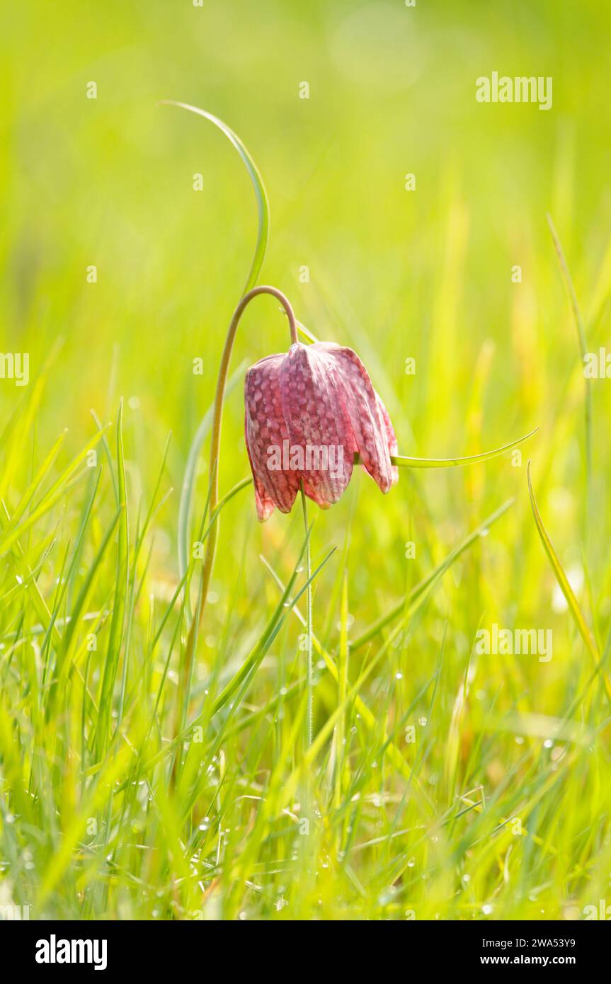 Snake's Head Fritillary, Fritillaria meleagris, Fox Fritillary Meadow, Suffolk, Suffolk Wildlife Trust Stockfoto