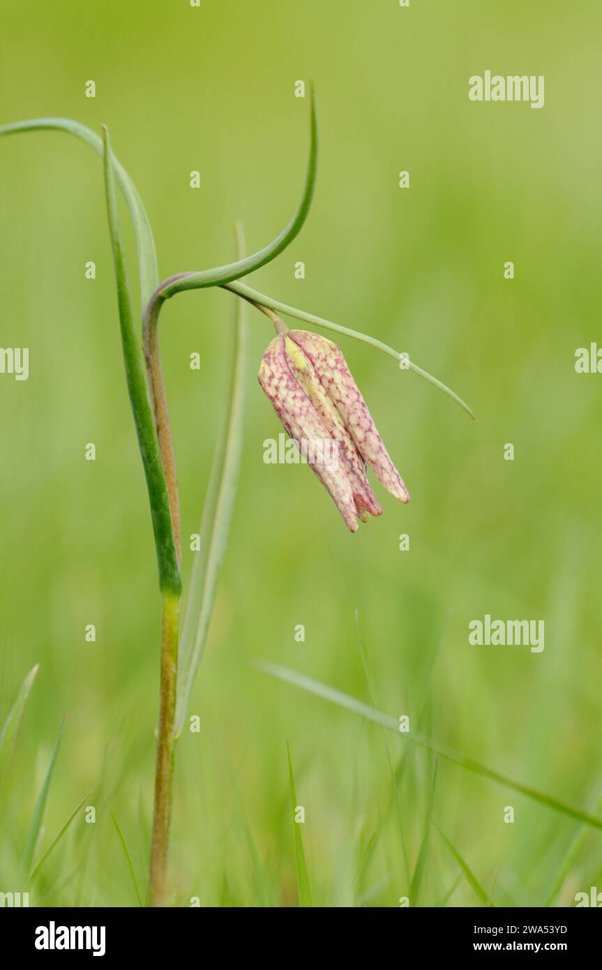 Snake's Head Fritillary, Fritillaria meleagris, Fox Fritillary Meadow, Suffolk, Suffolk Wildlife Trust Stockfoto