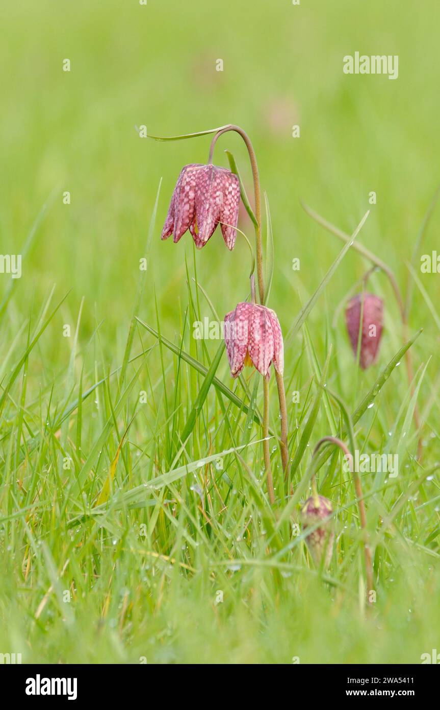 Snake's Head Fritillary, Fritillaria meleagris, Fox Fritillary Meadow, Suffolk, Suffolk Wildlife Trust Stockfoto