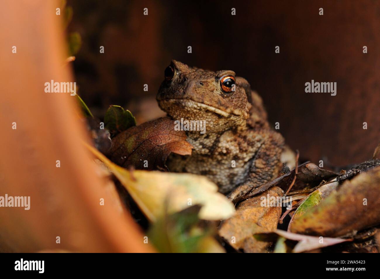 Kröte, Bufo bufo, im Blumentopf, Garten, Norfolk, UK Stockfoto