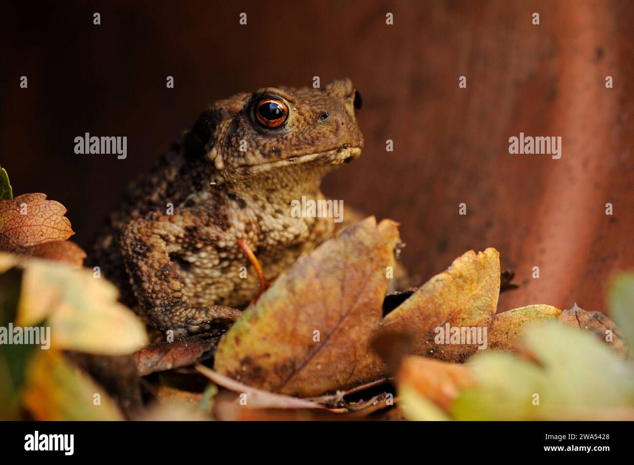 Kröte, Bufo bufo, im Blumentopf, Garten, Norfolk, UK Stockfoto