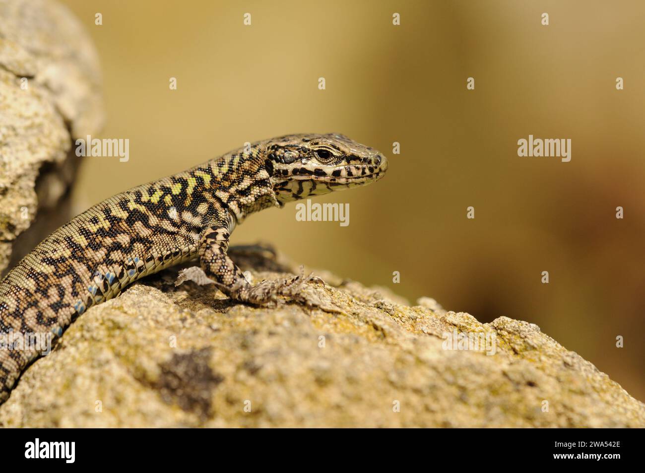 Mauerechse, Europäische Mauerechse, Podarcis muralis, auf Felsen baden, Suffolk, UK Stockfoto