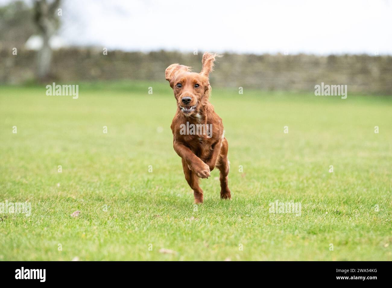 Funktionierender Hahn springt Stockfoto
