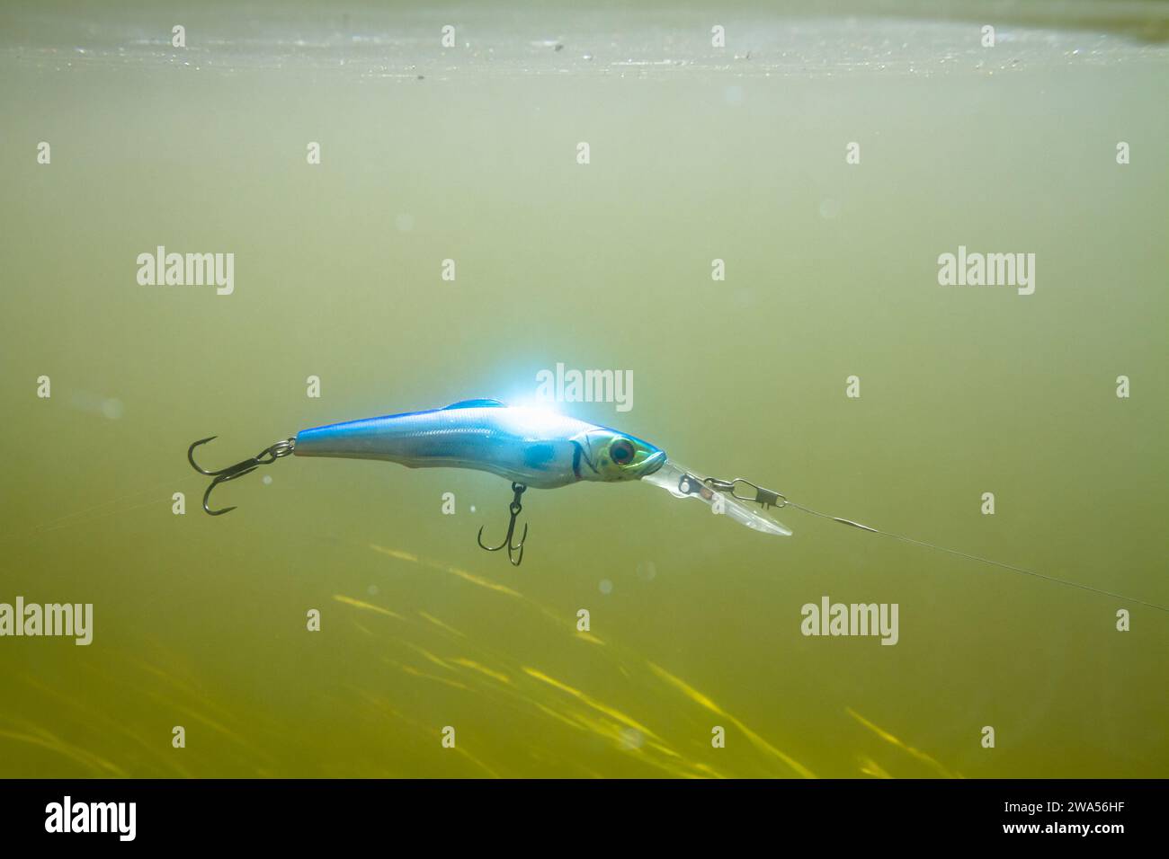 Ein blauer Wobbler, der an einer Angelschnur befestigt ist, schwimmt während des Spinnfischens in der grünlichen Wassersäule des Flusses. Darunter Wasserpflanzen aus grünem Co Stockfoto