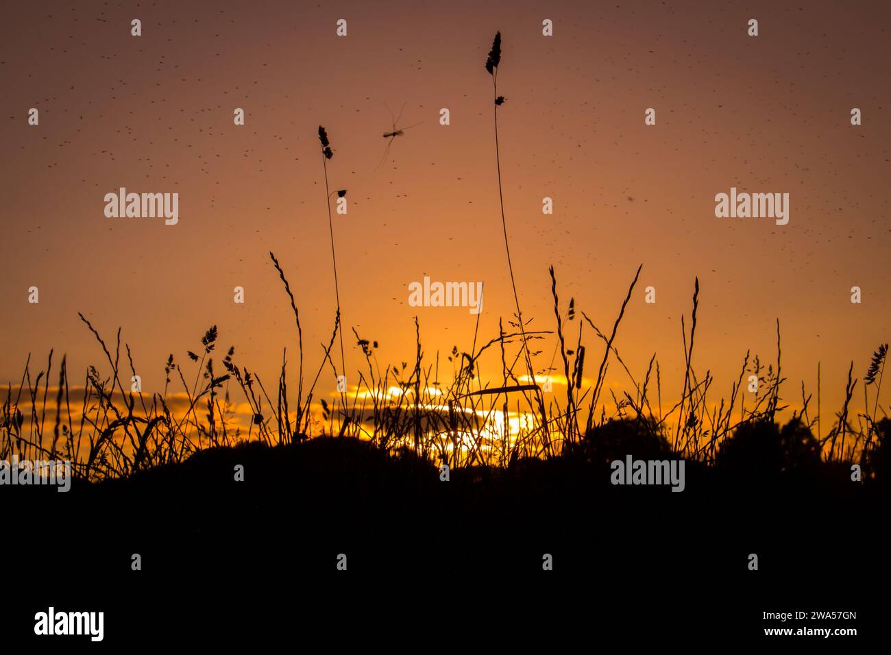 Die Sonne untergeht über einem Feld in Dublin, was eine wunderschön seltene goldene Stunde darstellt. Stockfoto