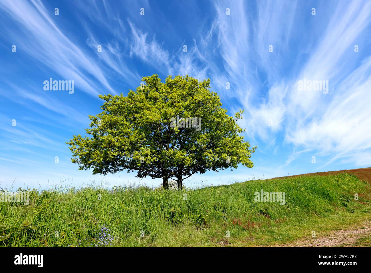 Blauer Himmel über Chase End Hill, Herefordshire, dem Beginn der Malvern Hills. Stockfoto