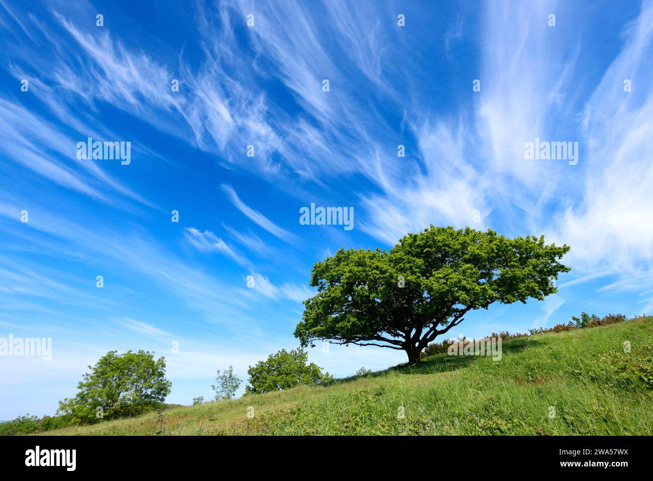 Blauer Himmel über Chase End Hill, Herefordshire, dem Beginn der Malvern Hills. Stockfoto