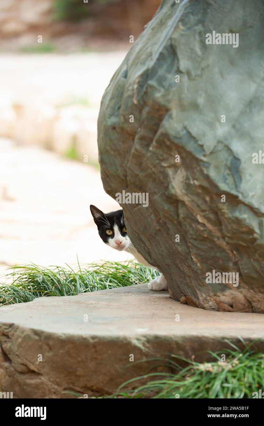 Eine schwarz-weiße, junge, wilde Straßenkatze aus Jerusalem blickt vorsichtig aus einem Versteck hinter einem großen Felsen auf die Welt. Stockfoto