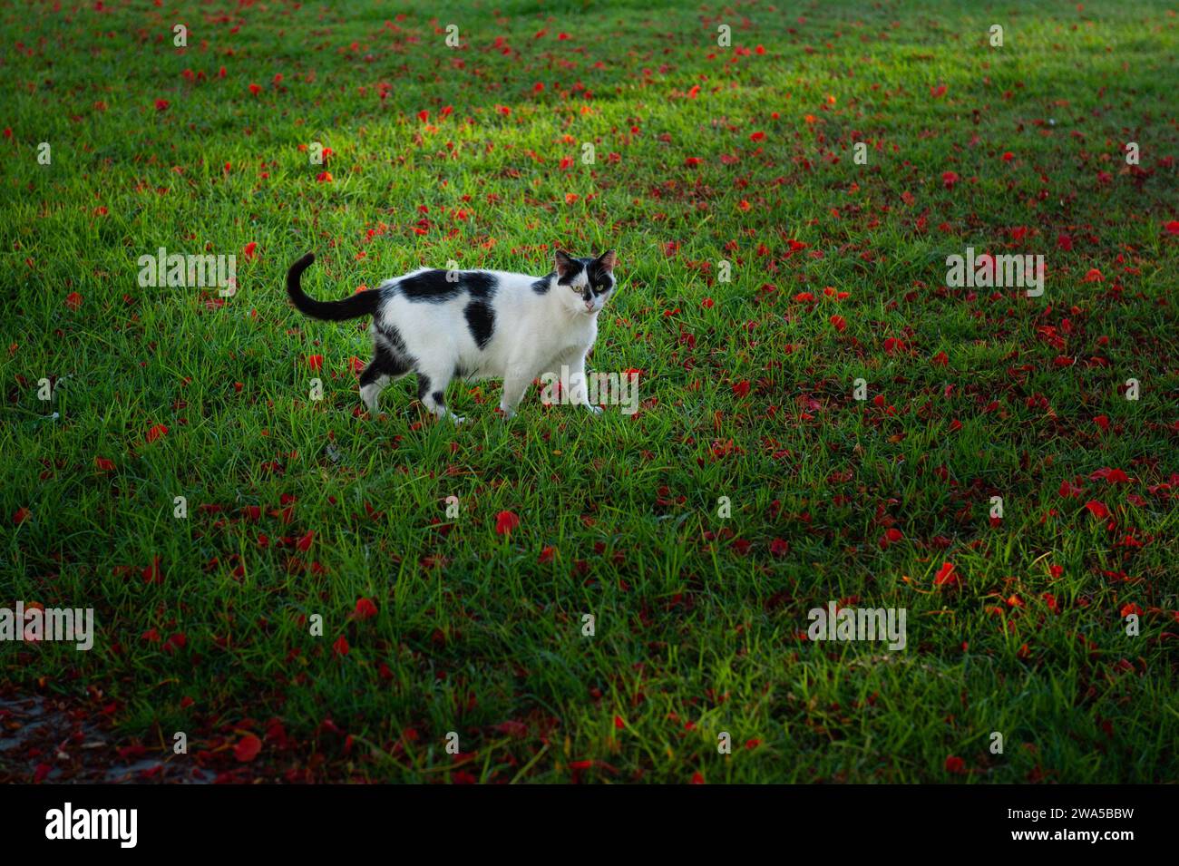 Eine schwarz-weiße ausgewachsene Katze mit schwarzem, ausgestrecktem Schwanz schlendert stolz über einen grasgrünen Rasen, der mit orangefarbenen Blütenblättern bedeckt ist. Stockfoto
