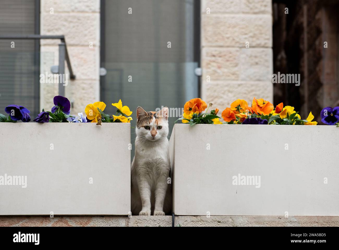 Eine junge, kalico, wilde Straßenkatze blickt von einer Barsche zwischen zwei weißen Keramikpflanzen mit einer Mischung aus bunten Stiefmütterchen. Stockfoto