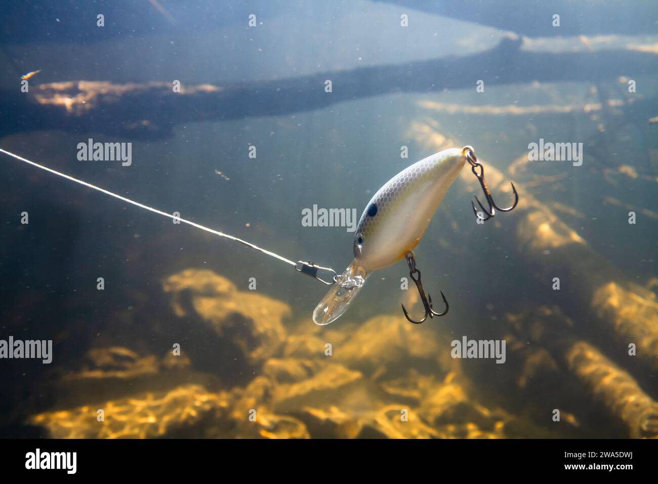 Ein dicker Wobbler schwimmt unter dem Wasser vorbei an vielen Snacks beim Angeln. Es simuliert die Beutefische. Sonnenlicht dringt durch die Wassersäule und ein Stockfoto
