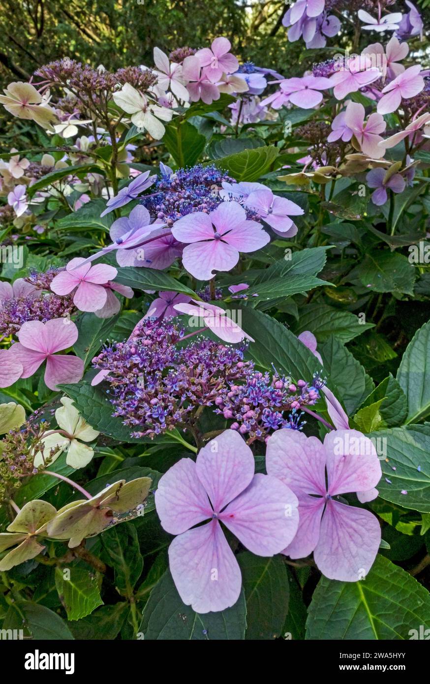Nahaufnahme der rosa und blauen Lacecap Hortensie Makrophylla Blume blühende Blüten in der Blüte im Sommer England Großbritannien Großbritannien Großbritannien Großbritannien Großbritannien Großbritannien Großbritannien Großbritannien Großbritannien Großbritannien Großbritannien Großbritannien Großbritannien Großbritannien Großbritannien Großbritannien Großbritannien Stockfoto