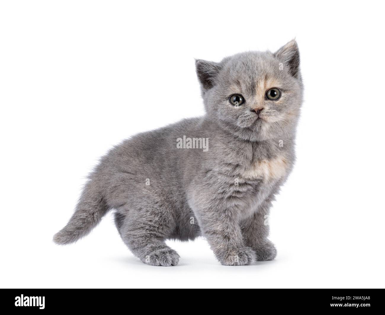 Süßes 6 Wochen altes britisches Kurzhaar-Katzenkätzchen, seitlich stehend. Blick direkt auf die Kamera. Isoliert auf weiß. Stockfoto