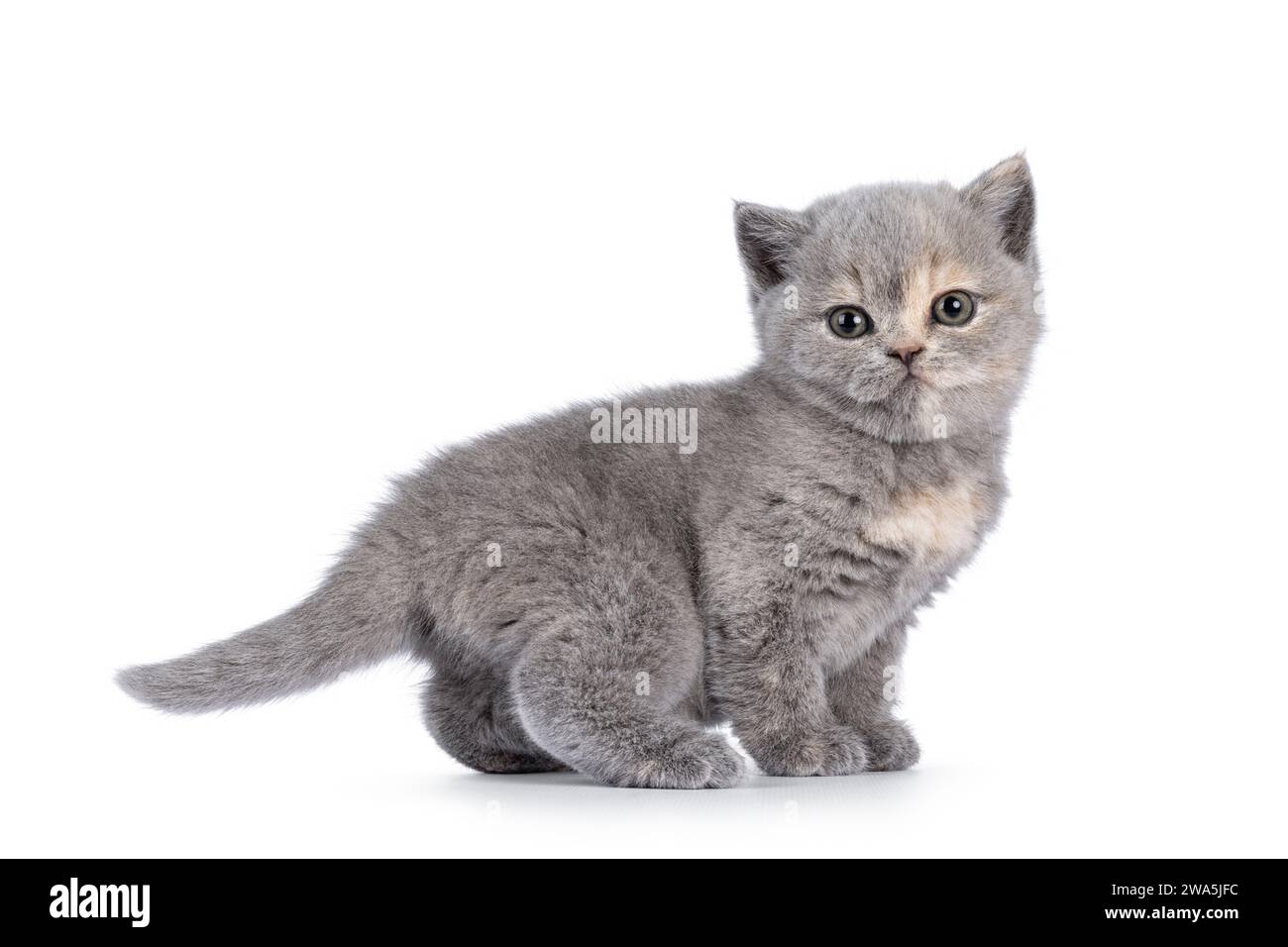 Süßes 6 Wochen altes britisches Kurzhaar-Katzenkätzchen, seitlich stehend. Blick direkt auf die Kamera. Isoliert auf weiß. Stockfoto