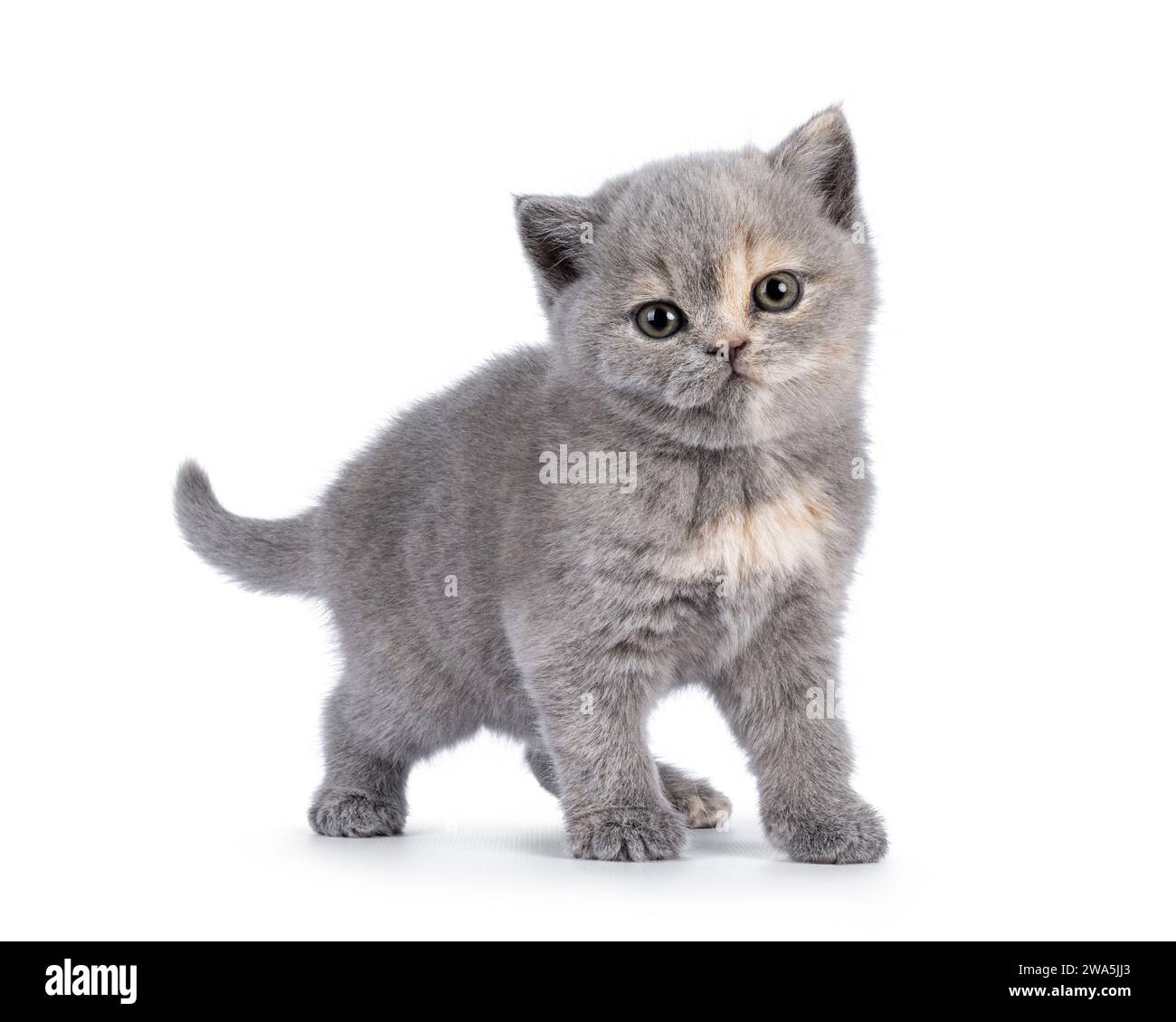 Süßes 6 Wochen altes britisches Kurzhaar-Katzenkätzchen, diagonal stehend. Blick direkt auf die Kamera. Isoliert auf weiß. Stockfoto