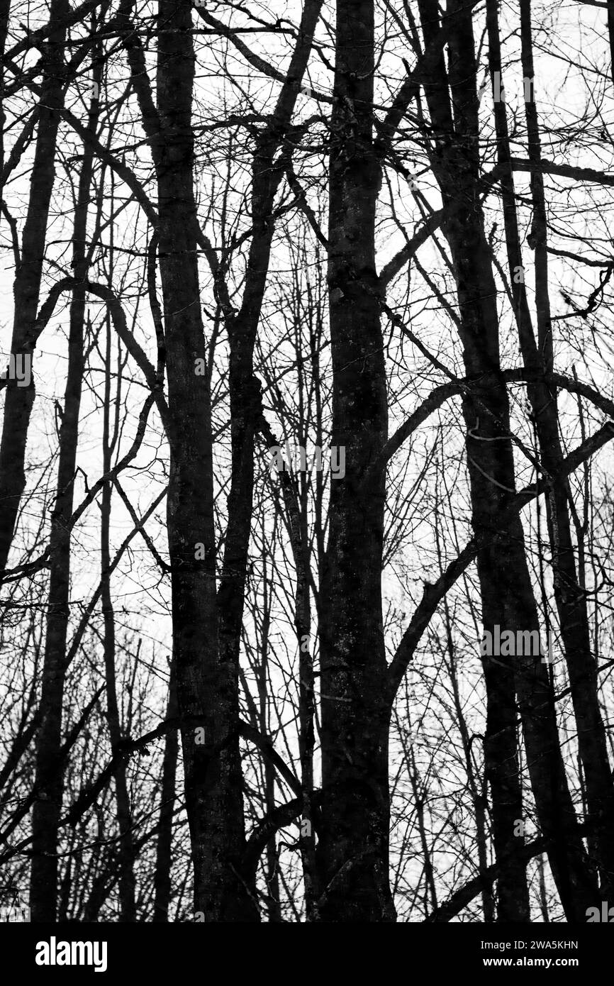 Nahaufnahme der Bäume im Wald. Stockfoto