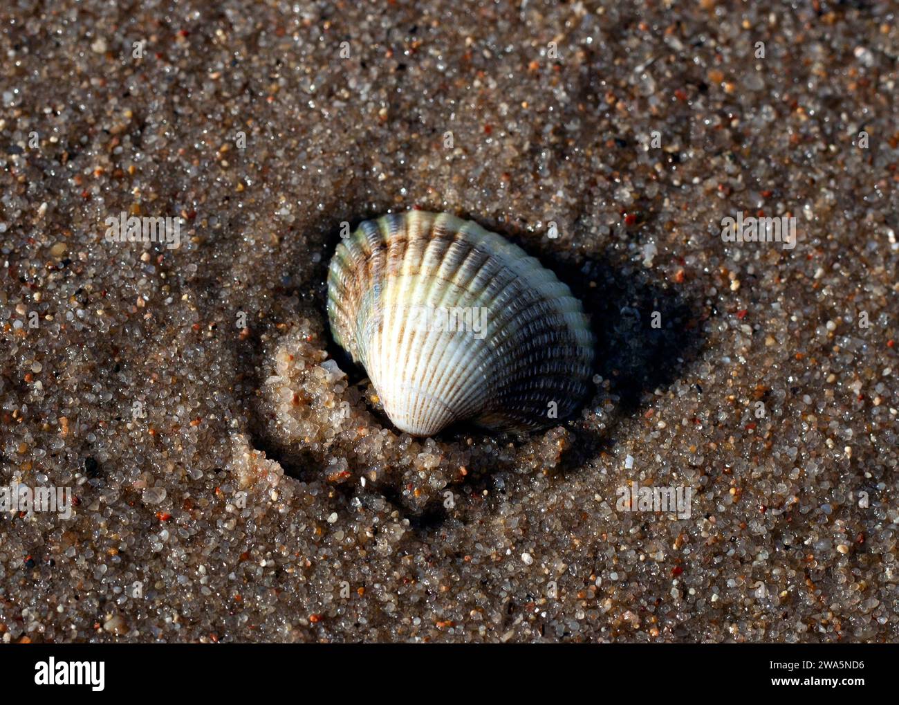 Isolierte Schale (Acanthocardia tuberculata Bivalvia) allein in kristallinem Sand in der Nachmittagssonne Stockfoto