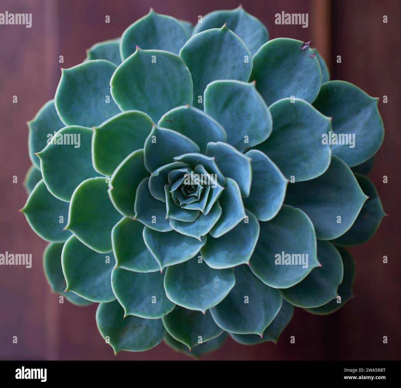 Blaue Rose Echeveria Peackockii saftig auf hölzernem Hintergrund, eine spezielle Pflanze mit einer schönen bläulichen Rosette und symmetrischem Patttern Stockfoto