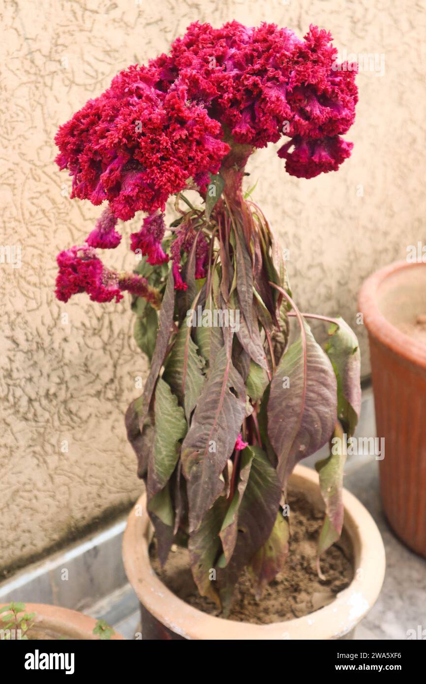 Dunkelrosa Blumenpflanze mit großen grünen Blättern Stockfoto