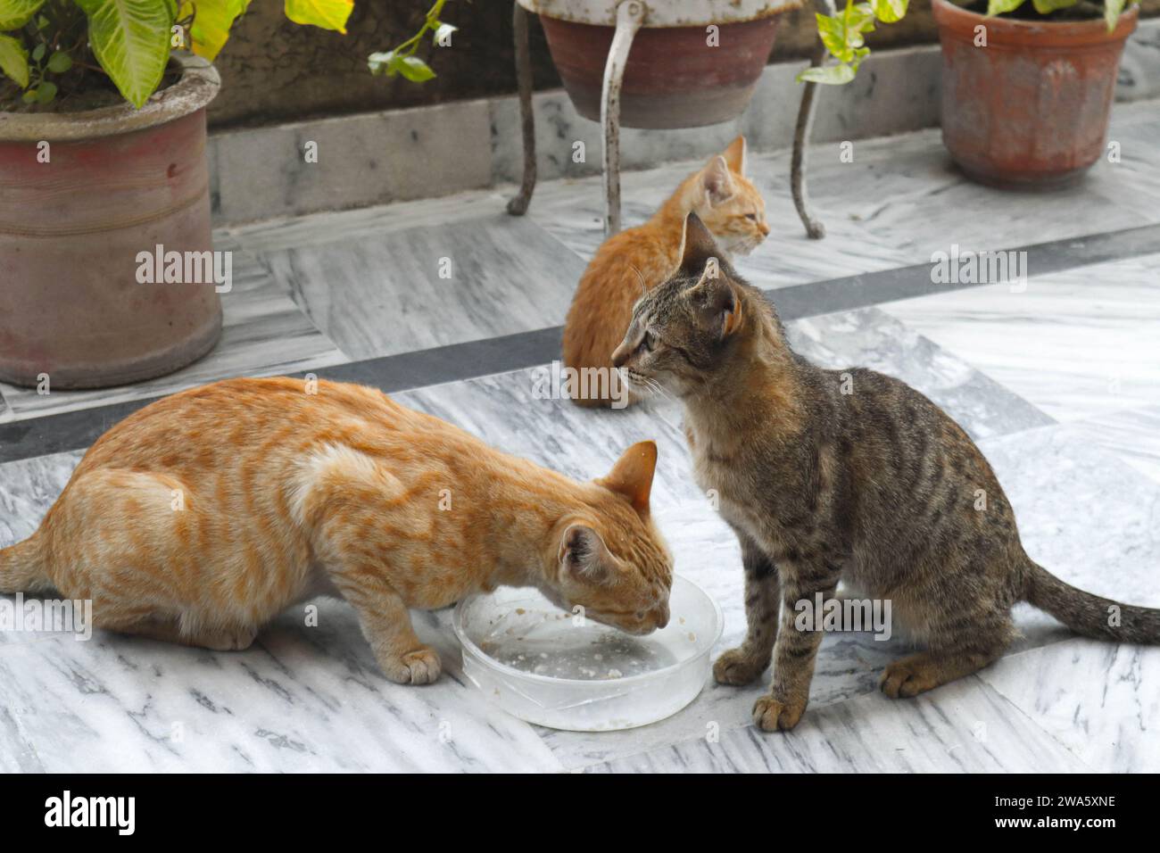 Eine streunende Katze mit ihren Kätzchen, die Essen isst Stockfoto