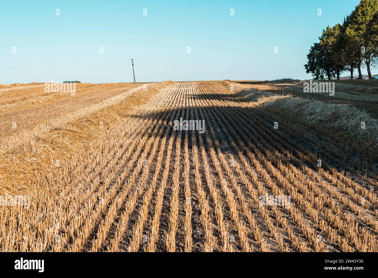 Herbstliche Landschaft mit leerem, abgeschnittenem Feld und klarem blauem Himmel Stockfoto