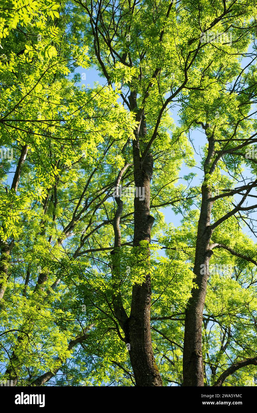 Frische grüne Blätter auf mächtigen Bäumen am Sommertag Stockfoto