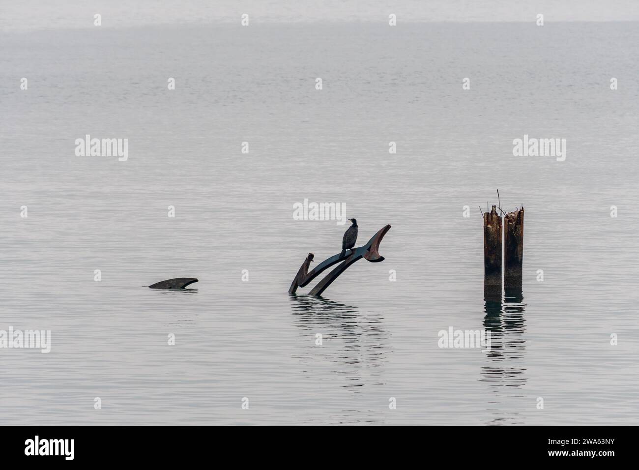 Grado (Italien) Meer an einem Wintertag mit einem dicken Nebel, der die Umgebung suggestiv und mystisch macht. In der Ferne stand ein Kormoran. Stockfoto