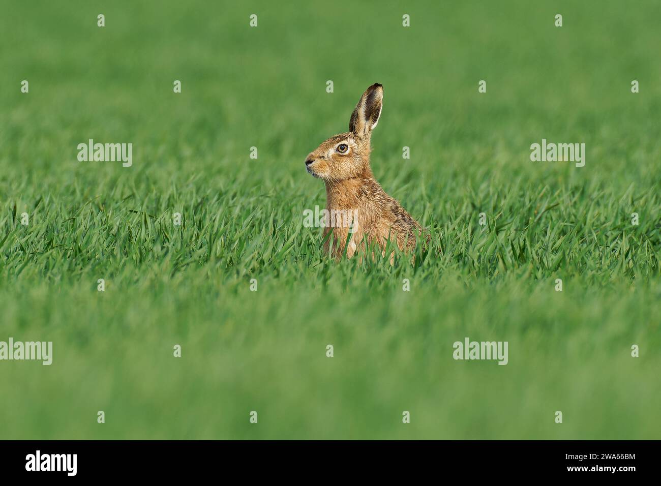 Braune Hare - Lepus Europaeus. Stockfoto
