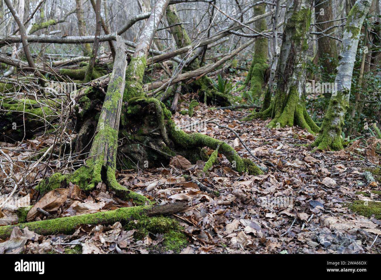 Üppiges Moos bedeckt Bäume im Wald Stockfoto